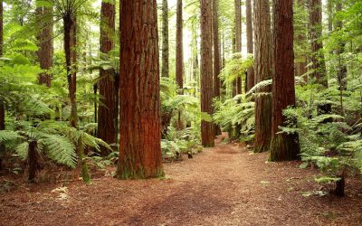 How the Right Landscaping Company in Lockport NY Can Enhance Your Home Value