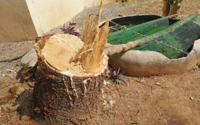 Enhance Your Neighborhood with Tree Planting Fort Myers for a Greener Community