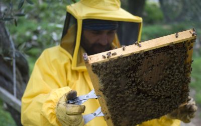 Protect Your Home and Family with Yellow Jacket Extermination Fort Wayne, IN Services