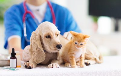 How to Ensure Accurate Cat Glucose Testing Monmouth County, NJ Pet Owners Trust?