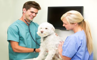 Pet Urgent Care in Los Angeles: What Every Pet Owner Should Know