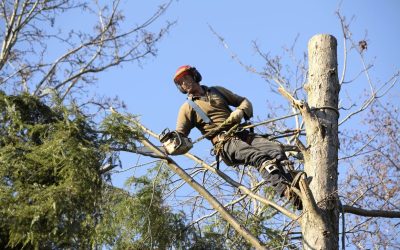 Improve Your Curb Appeal Using Tree Cutting Jacksonville, FL Services That Last