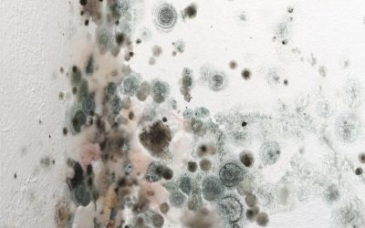 Why Mold Remediation Services Gainesville FL Are Essential for Healthy Living