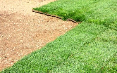 Synthetic Grass Turf Chandler, AZ Offers Hassle-Free Maintenance for Busy Families