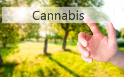 Find Your Relaxation Solution with a Springfield, MA Dispensary That Cares About Your Wellness